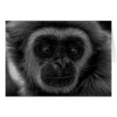 Gibbon wildlife indonesia mammal (Front Horizontal)