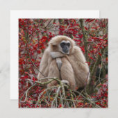 Gibbon's Solitude (Front/Back)