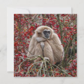 Gibbon's Solitude (Front)