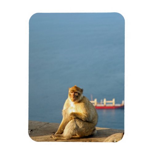Gibraltar Barbary ape Magnet