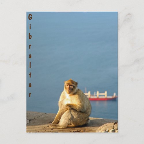 Gibraltar Barbary ape Postcard