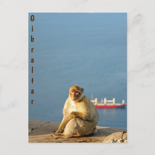 Gibraltar Barbary ape Postcard (Front)