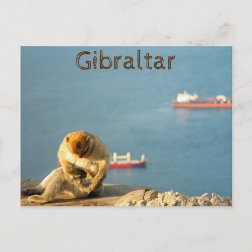 Gibraltar Barbary ape Postcard