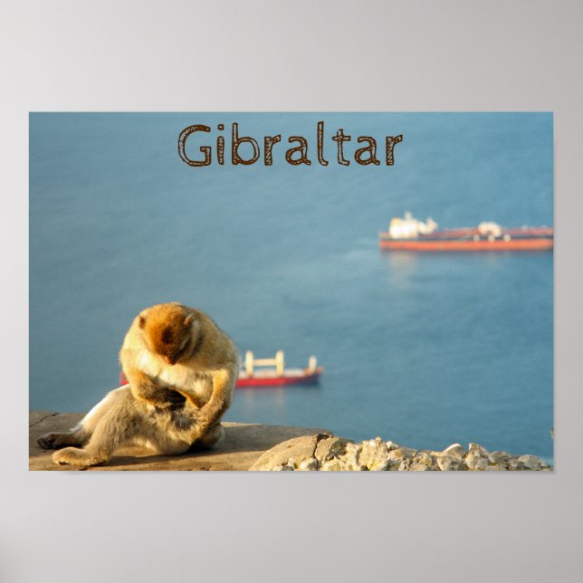 Gibraltar Barbary ape Poster (Front)