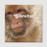 Gibraltar Barbary Macaques Magnet