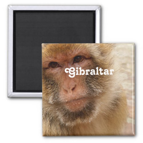 Gibraltar Barbary Macaques Magnet