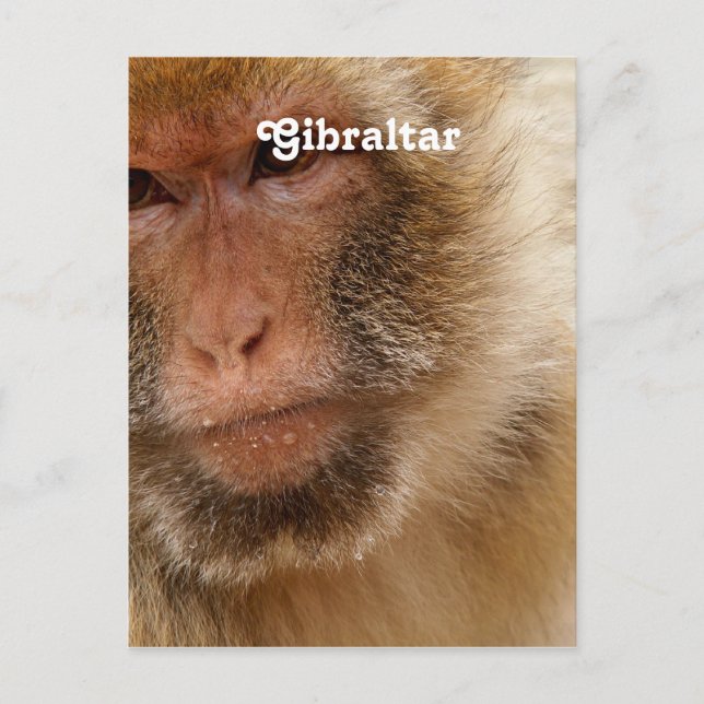 Gibraltar Barbary Macaques Postcard (Front)