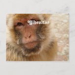 Gibraltar Barbary Macaques Postcard