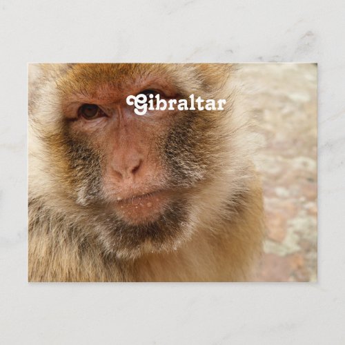 Gibraltar Barbary Macaques Postcard