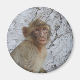 Gibraltar Monkey magnet