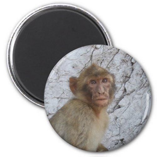 Gibraltar Monkey magnet