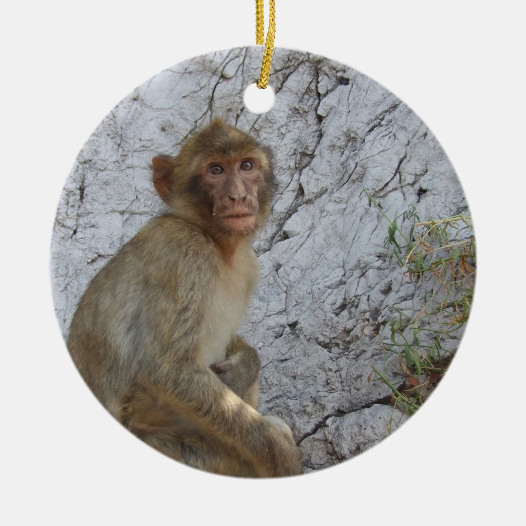 Gibraltar Monkeys ornament | Zazzle