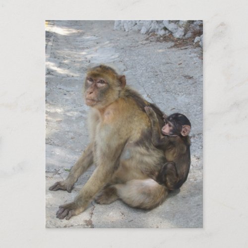 Gibraltar Monkeys postcard customize Postcard