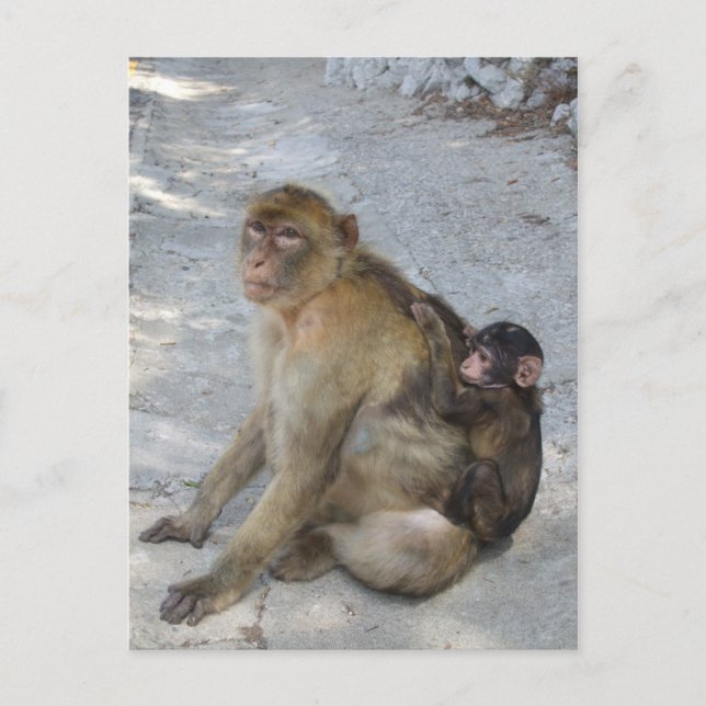 Gibraltar Monkeys postcard, customize Postcard (Front)