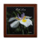 Gift Box Wild Iris With Love