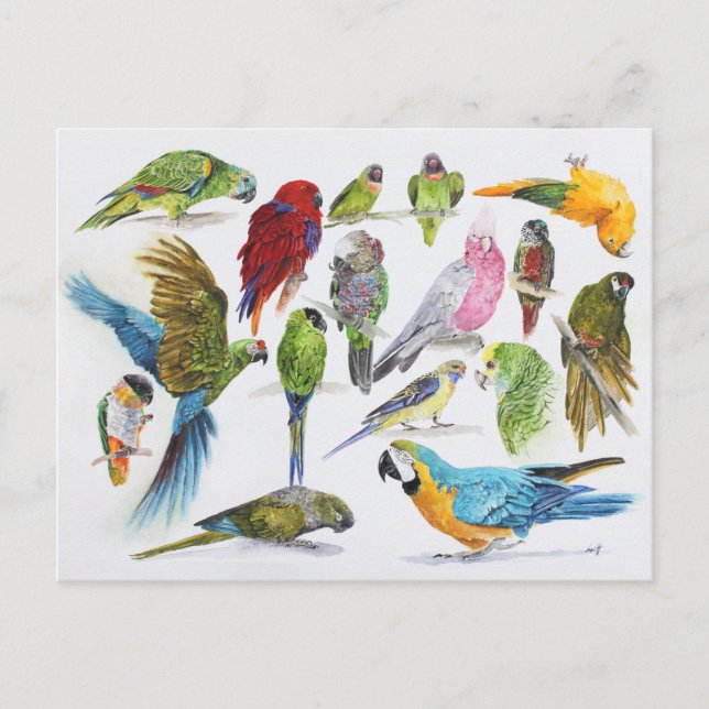 Gift for Parrot lovers everywhere Postcard (Front)