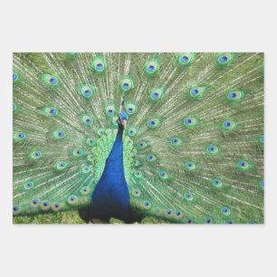 Gift Wrap Set - Peacock Images