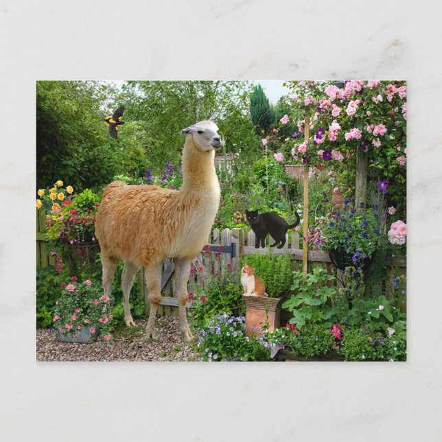 "Gigi The Llama" Postcard (Front)
