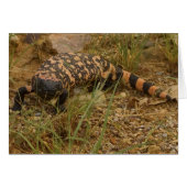 Gila Monster 041a (Front Horizontal)