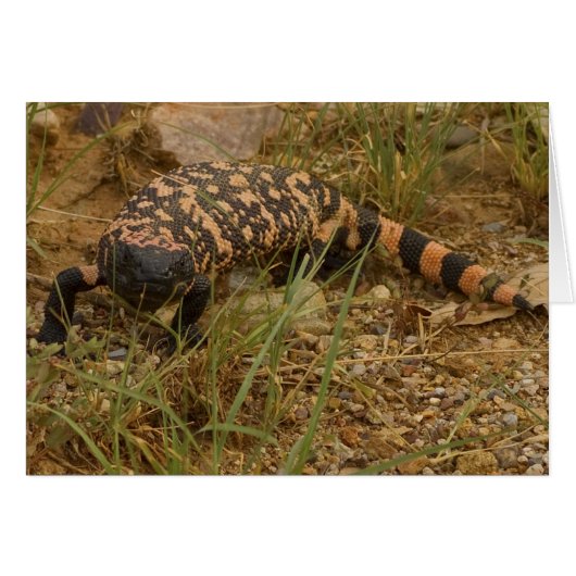 Gila Monster 041a Cards (Front Horizontal)