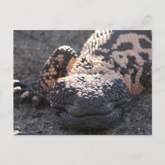 Gila Monster Postcard (Front)