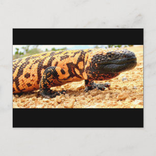 Gila monster postcard