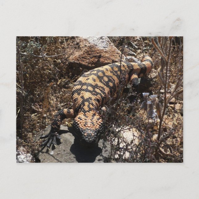 Gila Postcard (Front)