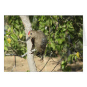 Gila Woodpecker (Front Horizontal)