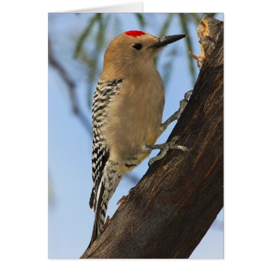 Gila Woodpecker 251a Cards (Front)