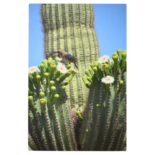 Gila Woodpecker and Cactus Blooms Metal Print