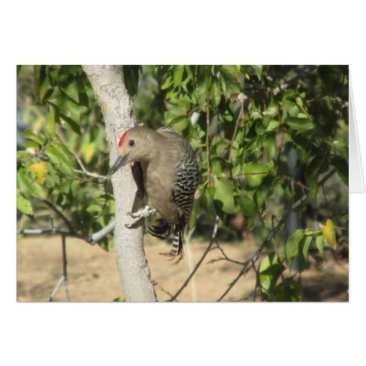 Gila Woodpecker Cards (Front Horizontal)
