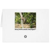 Gila Woodpecker Cards (Back Horizontal)