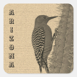 Gila Woodpecker Clings To Saguaro Cactus Arizona Square Sticker
