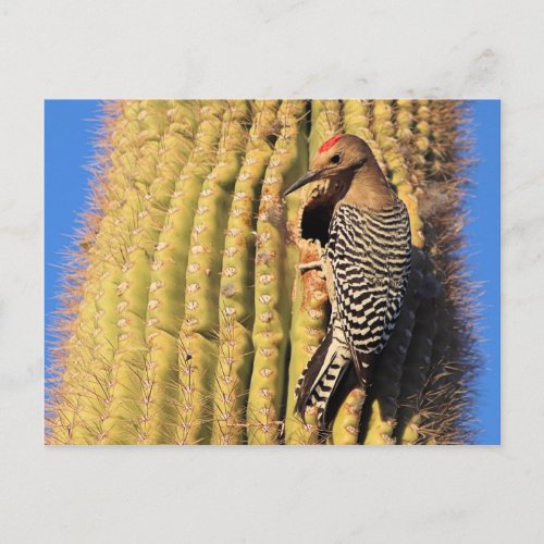 Gila Woodpecker on Saguaro Cactus in Arizona Postcard
