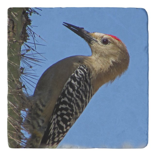 Gila Woodpecker Photo Cactus Beautiful Desert Bird Trivet (Front)