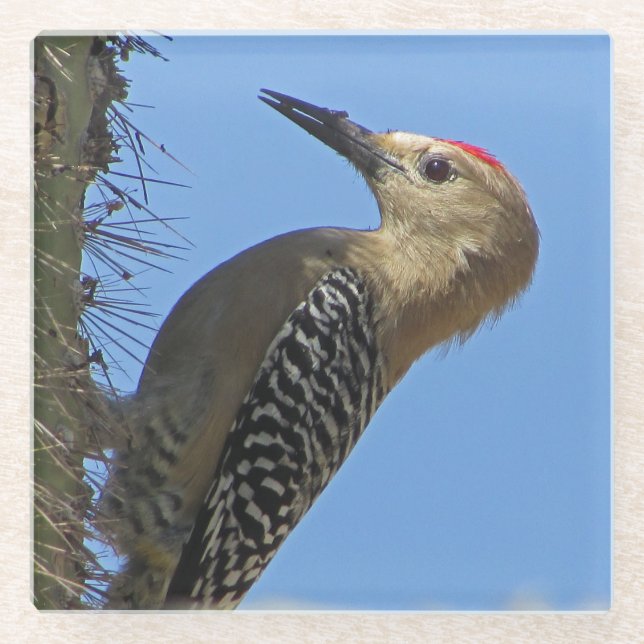 Gila Woodpecker Photo Unique Southwest Desert Bird Glass Coaster (Front)