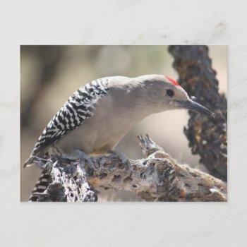 Gila Woodpecker Postcard by poozybear at Zazzle