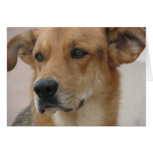 Gilbert (Front Horizontal)