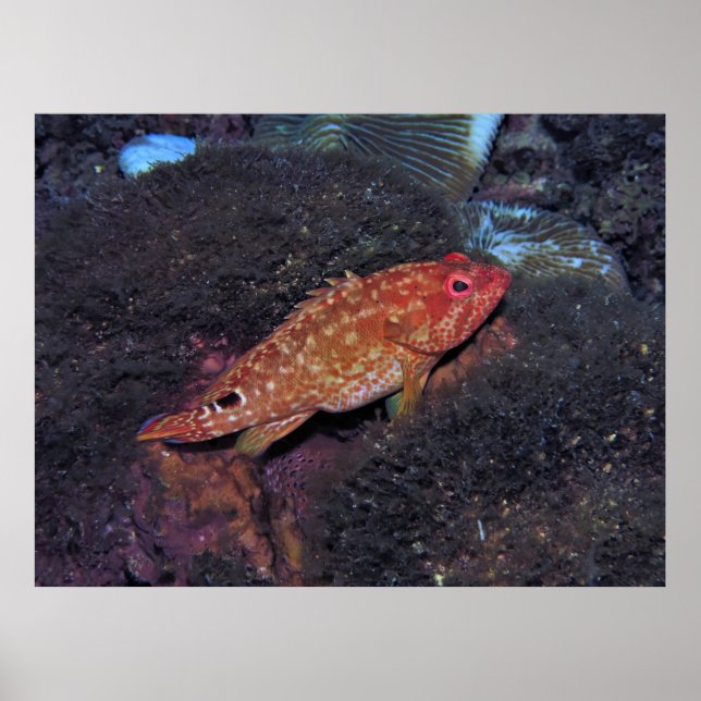 Gili T Scorpionfish Poster (Front)