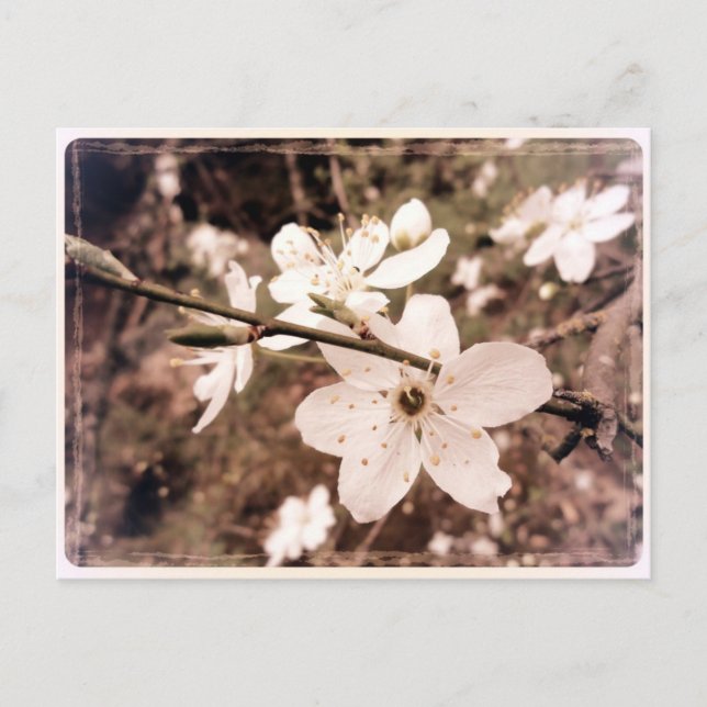 "Gilroy, California" Postcard by mDarkPoet (Front)