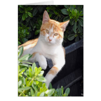 Ginger and White Cat Cards