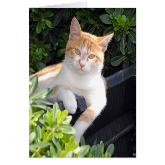 Ginger and White Cat Cards (Front)