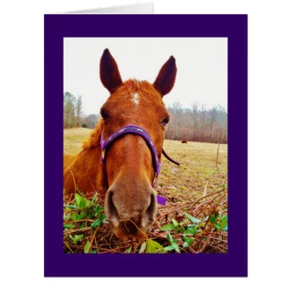 Ginger Brown Horse Face Cards
