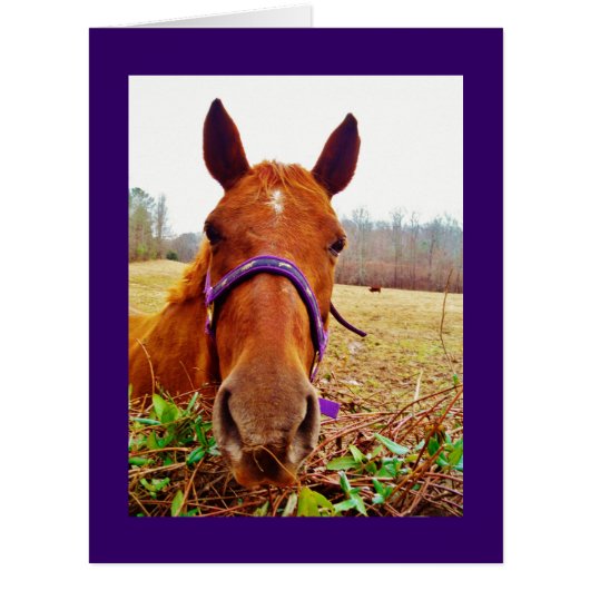 Ginger Brown Horse Face Cards (Front)