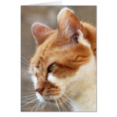 Ginger Cat (Front)