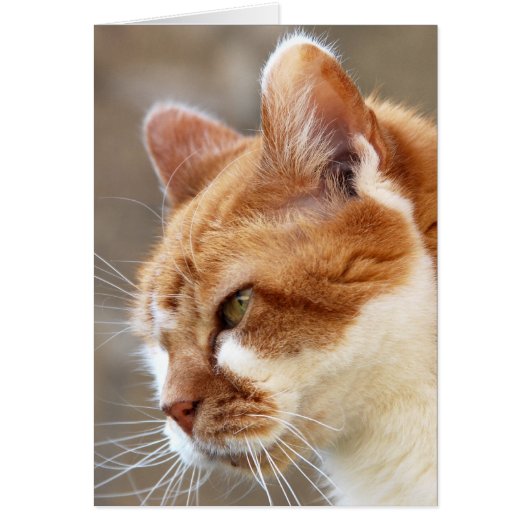 Ginger Cat (Front)