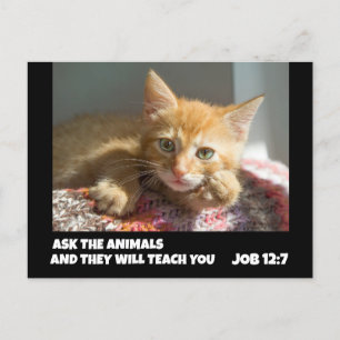 GINGER CAT ASK THE ANIMALS JOB 12:7 BIBLE VERSE POSTCARD