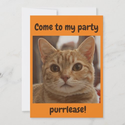 Ginger cat brown eyes party purrlease orange invitation