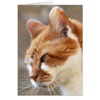 Ginger Cat Cards