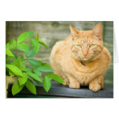 Ginger Cat Cards (Front Horizontal)